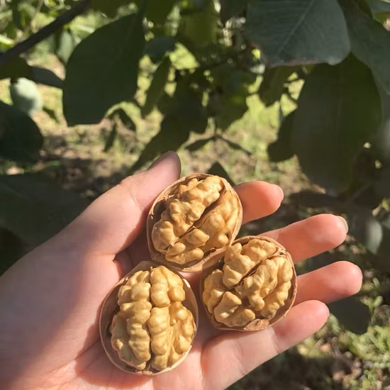 Großhandel hochwertige chinesische Walnusskerne Walnusshälften Helle Bernsteinhälften Walnusskerne