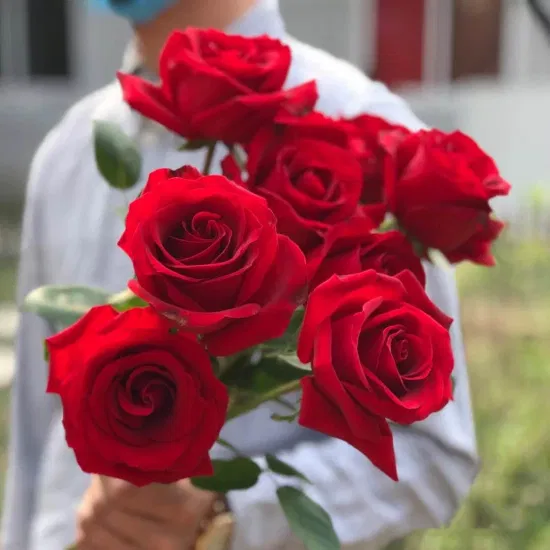 Frisch geschnittene Rosen als Werbegeschenk, dekorative Blumen zum Valentinstag, 20 Stück/Bündel