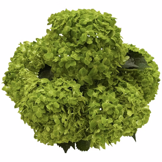 Lieferant von frisch geschnittenen grünen Blumen, Smaragdhortensien, Gartenblumen und Rosen