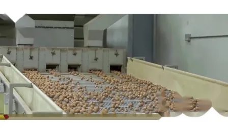 Heiße Verkaufs-Walnuss der neuen Ernte in der Schale