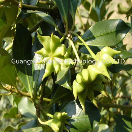 Hersteller Bulk Seasoning Winter Crop Star Anise Chinese Spices Dry Star Aniseed
